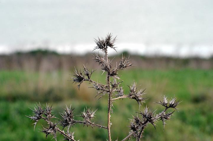 Biviere di Lentini 23.1.2011 (195).jpg